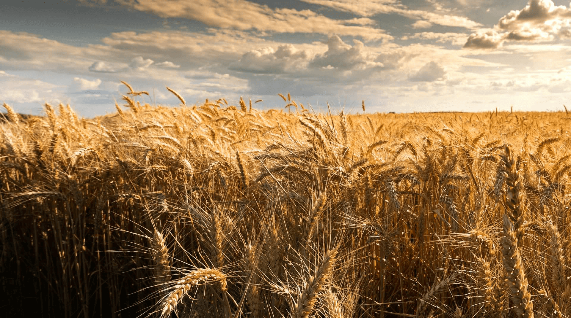 grains specialtycrops adh 1