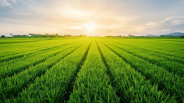 lush rice paddy field neat 600nw 2499404003